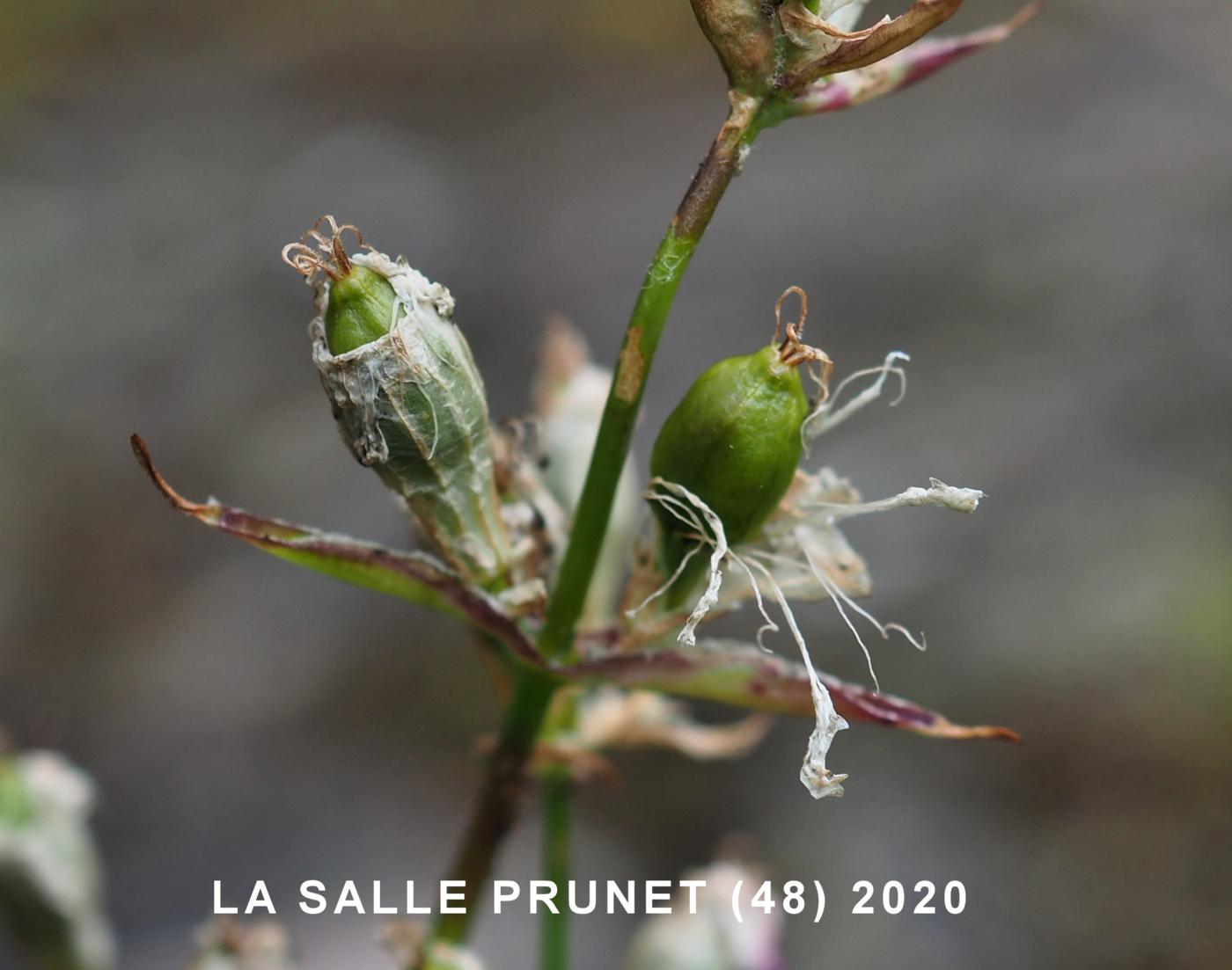 Catchfly, Red German fruit